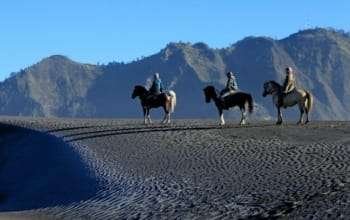 17. horse bromo, jawa timur, indonesia