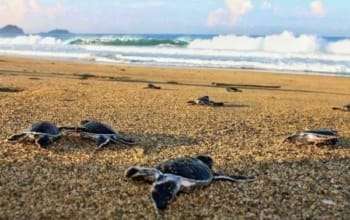 Private Trip Sukamade 2Days: Dive into the Wonders of Turtle Conservation & Authentic Ecotourism