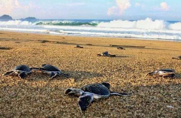 Private Trip Sukamade 2Days: Dive into the Wonders of Turtle Conservation & Authentic Ecotourism