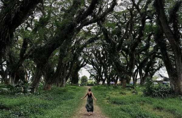Djawatan-Baluran-Ijen 2D1N: Complete Package for Nature & Photography Lovers! Limited Quota!