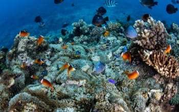 Open Trip to Menjangan Island Tabuhan
