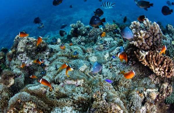 Open Trip to Menjangan Island Tabuhan